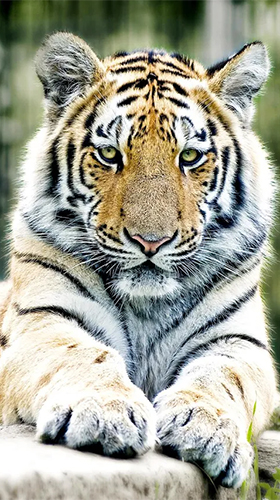 Scaricare Tigers by Live Wallpaper HD 3D — sfondi animati gratuiti per l'Android su un Desktop. 