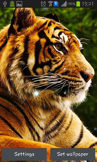 Tigers - scaricare Animali sfondi animati per Android di cellulare gratuitamente.