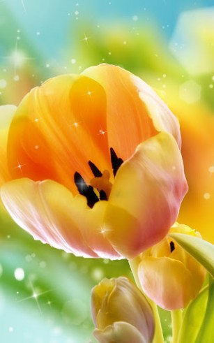 Tulips - scaricare sfondi animati per Android 2.3 di cellulare gratuitamente.