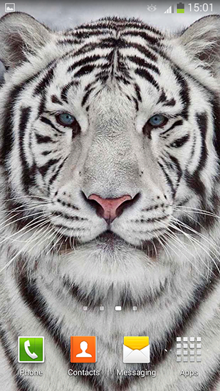 White tiger - scaricare Animali sfondi animati per Android di cellulare gratuitamente.