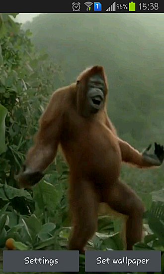 Wild dance crazy monkey - scaricare Animali sfondi animati per Android di cellulare gratuitamente.