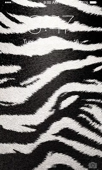 Scarica gratis sfondi animati Zebra per telefoni di Android e tablet.