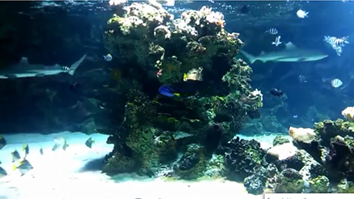 Scaricare Aquarium with sharks — sfondi animati gratuiti per l'Android su un Desktop. 