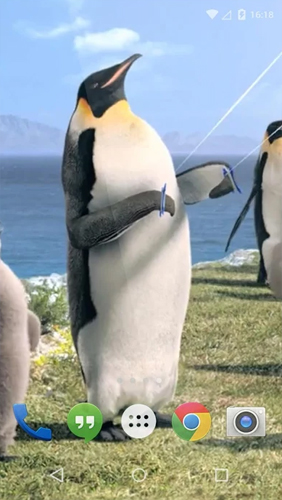 Screenshot dello Schermo Arctic Penguin sul cellulare e tablet.