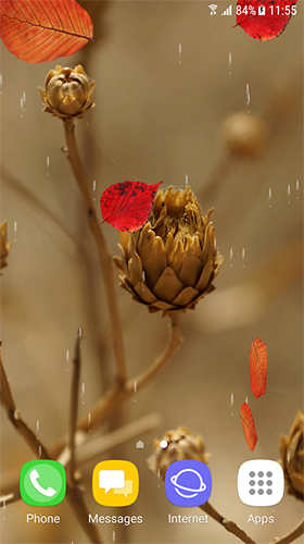 Screenshot dello Schermo Autumn and winter flowers sul cellulare e tablet.