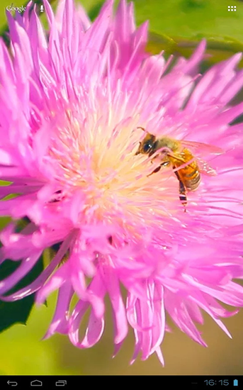 Scaricare Bee on a clover flower 3D — sfondi animati gratuiti per l'Android su un Desktop. 