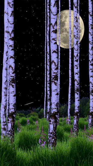 Screenshot dello Schermo Birch Wood sul cellulare e tablet.