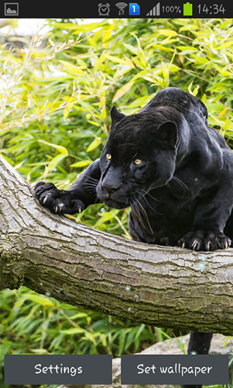 Scaricare Black panther — sfondi animati gratuiti per l'Android su un Desktop. 