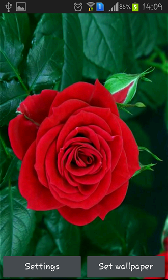 Scaricare Blooming red rose — sfondi animati gratuiti per l'Android su un Desktop. 