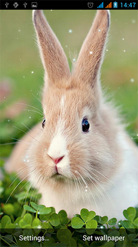 Screenshot dello Schermo Bunny by Live Wallpapers Gallery sul cellulare e tablet.