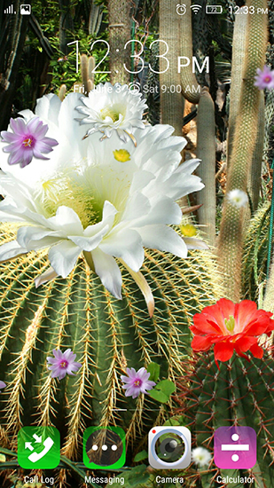 Scaricare Cactus flowers — sfondi animati gratuiti per l'Android su un Desktop. 