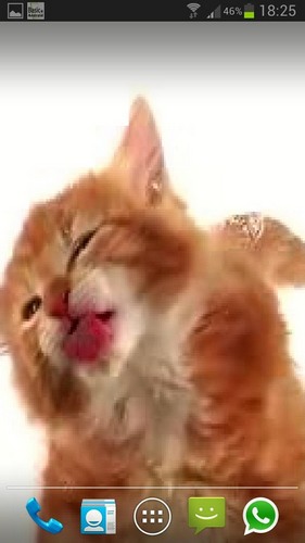Scaricare Cat licks — sfondi animati gratuiti per l'Android su un Desktop. 
