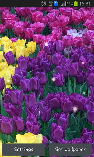 Scaricare Colorful tulips — sfondi animati gratuiti per l'Android su un Desktop. 
