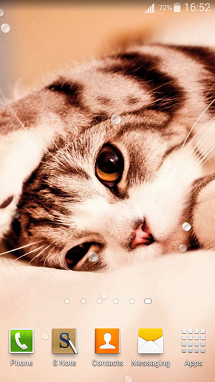 Scaricare Cute cats — sfondi animati gratuiti per l'Android su un Desktop. 