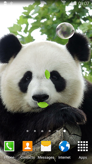 Scaricare Cute panda — sfondi animati gratuiti per l'Android su un Desktop. 