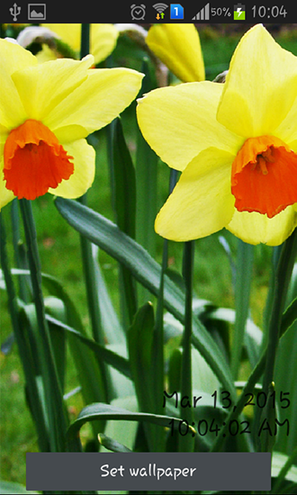 Scaricare Daffodils — sfondi animati gratuiti per l'Android su un Desktop. 