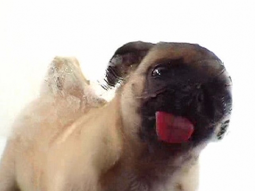 Scaricare Dog licker — sfondi animati gratuiti per l'Android su un Desktop. 