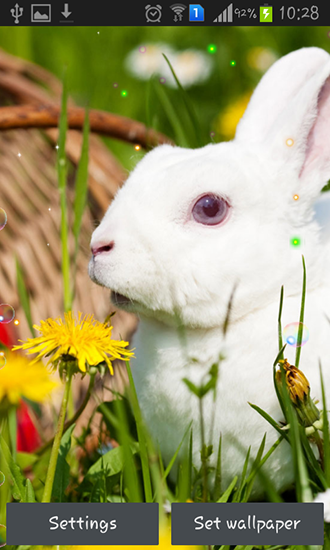Scaricare Easter bunnies 2015 — sfondi animati gratuiti per l'Android su un Desktop. 
