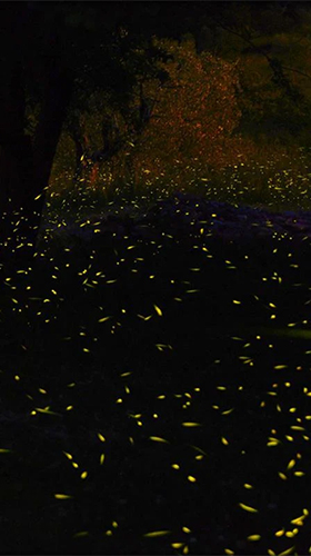 Screenshot dello Schermo Fireflies 3D by Live Wallpaper HD 3D sul cellulare e tablet.
