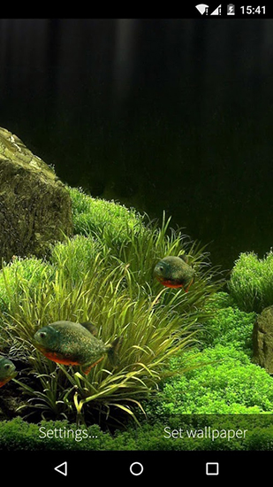 Scaricare Fish aquarium 3D — sfondi animati gratuiti per l'Android su un Desktop. 