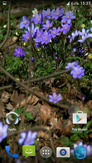 Scaricare Forest flowers — sfondi animati gratuiti per l'Android su un Desktop. 