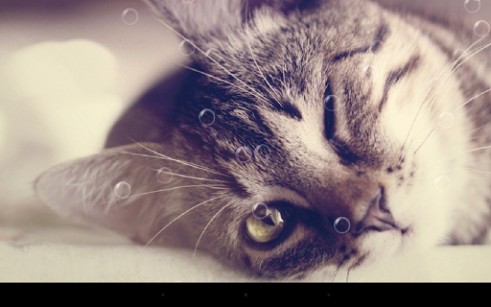 Scaricare Funny cats — sfondi animati gratuiti per l'Android su un Desktop. 