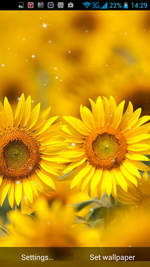 Scaricare Golden sunflower — sfondi animati gratuiti per l'Android su un Desktop. 
