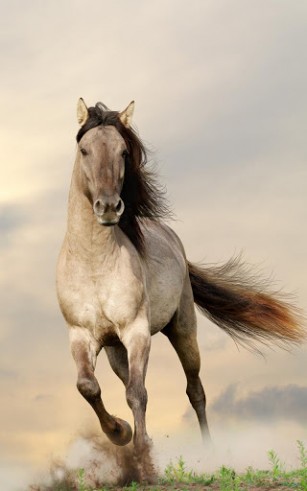 Scaricare Horses — sfondi animati gratuiti per l'Android su un Desktop. 