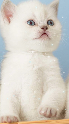 Screenshot dello Schermo Kittens by Wallpaper qHD sul cellulare e tablet.