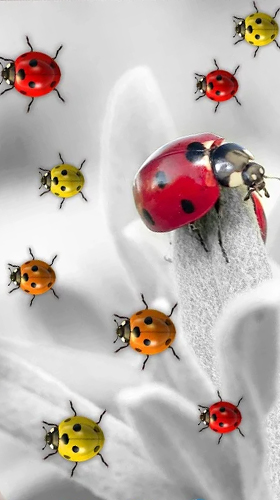 Screenshot dello Schermo Ladybugs by 3D HD Moving Live Wallpapers Magic Touch Clocks sul cellulare e tablet.