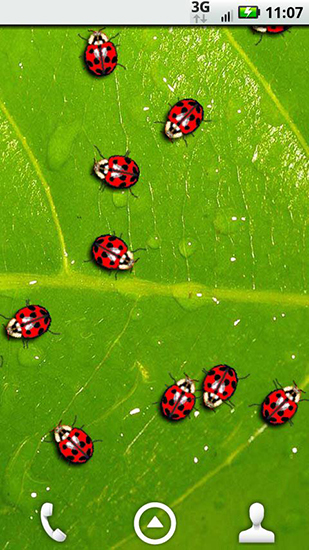 Scaricare Ladybugs — sfondi animati gratuiti per l'Android su un Desktop. 