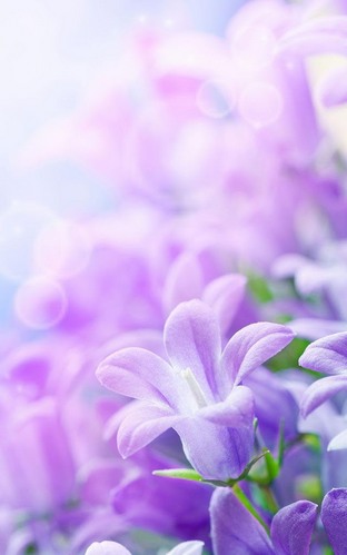 Scaricare Lilac flowers — sfondi animati gratuiti per l'Android su un Desktop. 