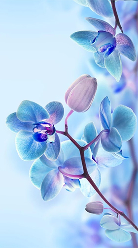 Screenshot dello Schermo Orchid by Creative Factory Wallpapers sul cellulare e tablet.