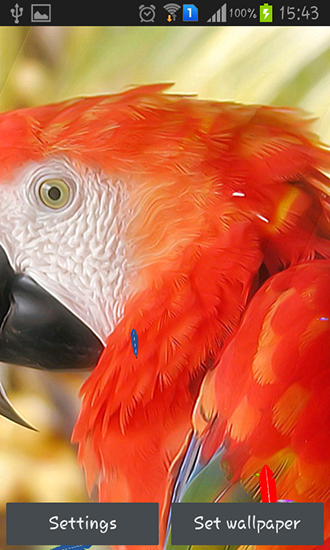 Scaricare Parrot by TTR — sfondi animati gratuiti per l'Android su un Desktop. 