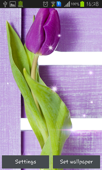 Scaricare Purple tulips — sfondi animati gratuiti per l'Android su un Desktop. 