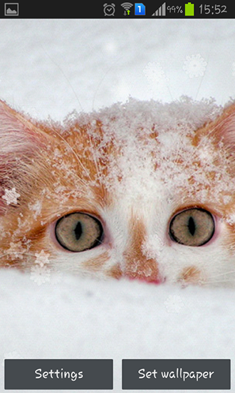 Scaricare Snow cats — sfondi animati gratuiti per l'Android su un Desktop. 
