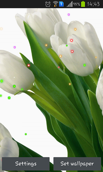 Scaricare Springs lilie and tulips — sfondi animati gratuiti per l'Android su un Desktop. 