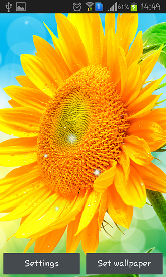 Scaricare Sunflower by Creative factory wallpapers — sfondi animati gratuiti per l'Android su un Desktop. 