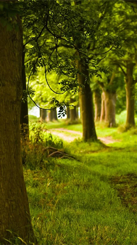 Screenshot dello Schermo Sunny forest sul cellulare e tablet.
