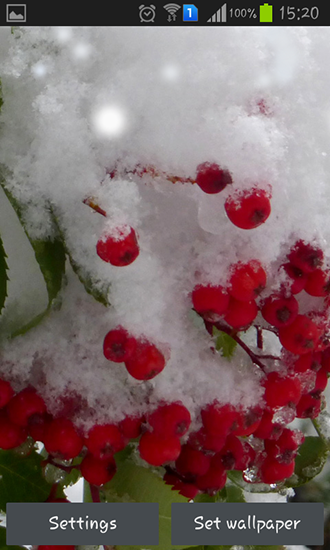 Scaricare Winter berry — sfondi animati gratuiti per l'Android su un Desktop. 