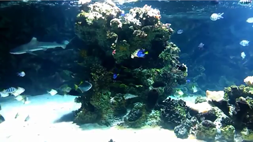 Screenshot dello Schermo Aquarium with sharks sul cellulare e tablet.