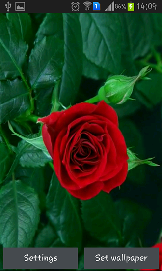 Screenshot dello Schermo Blooming red rose sul cellulare e tablet.