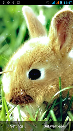Bunny by Live Wallpapers Gallery
