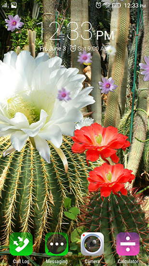 Screenshot dello Schermo Cactus flowers sul cellulare e tablet.
