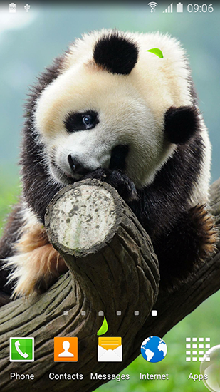 Screenshot dello Schermo Cute panda sul cellulare e tablet.