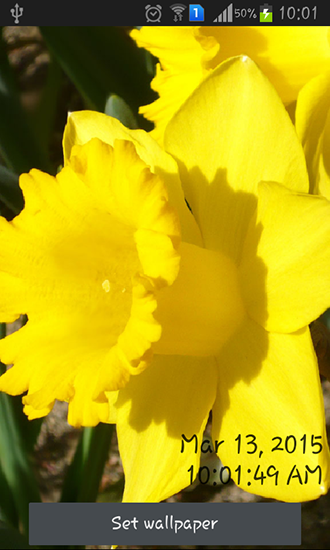 Screenshot dello Schermo Daffodils sul cellulare e tablet.