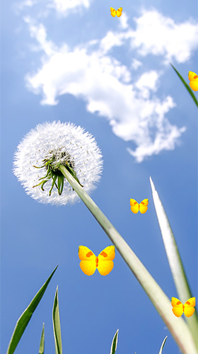 Dandelion by Latest Live Wallpapers
