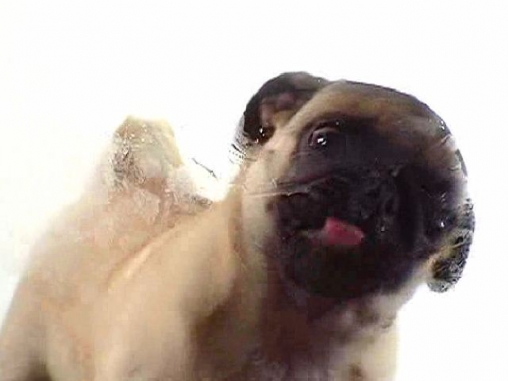 Screenshot dello Schermo Dog licker sul cellulare e tablet.
