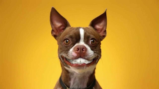 Screenshot dello Schermo Dog smiles sul cellulare e tablet.