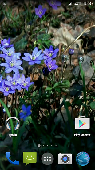 Screenshot dello Schermo Forest flowers sul cellulare e tablet.
